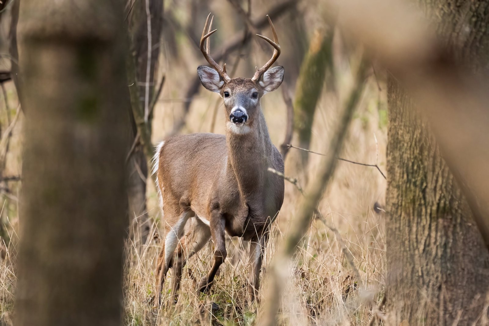 white-tailed-deer-2021-08-29-17-47-08-utc-min